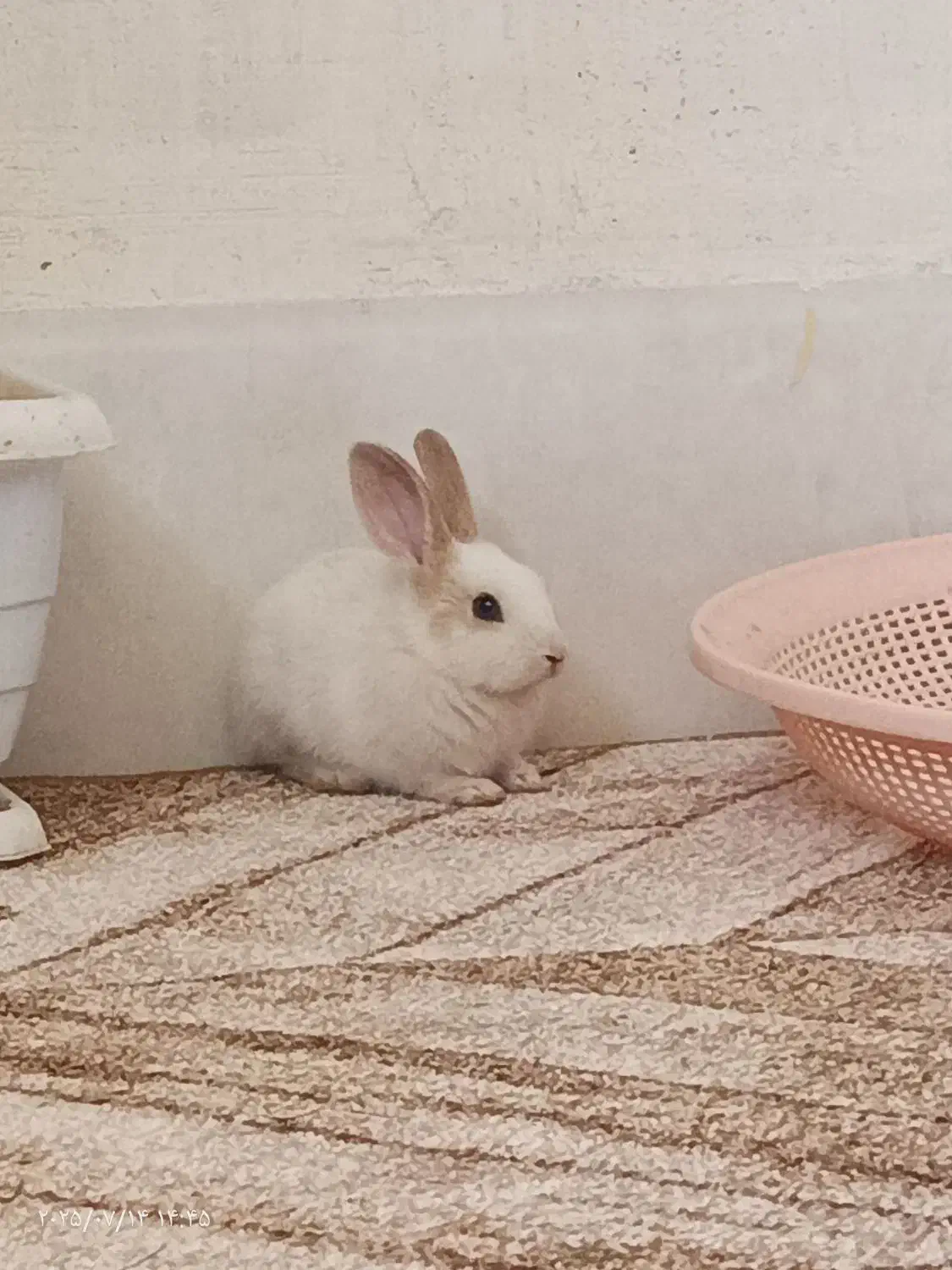 خرگوش|موش و خرگوش|بانه, |دیوار