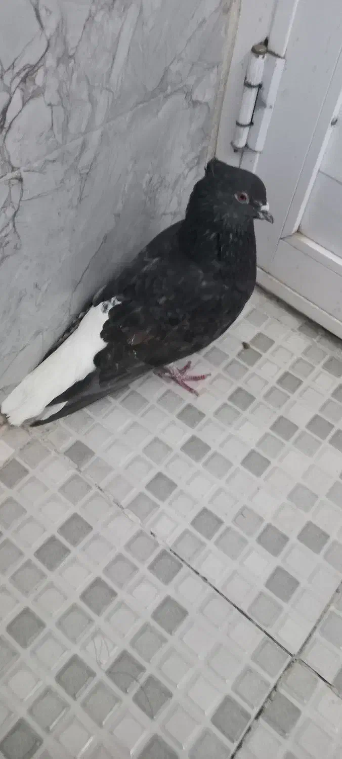 کبوتر دم سفید|پرنده|کرمانشاه, |دیوار