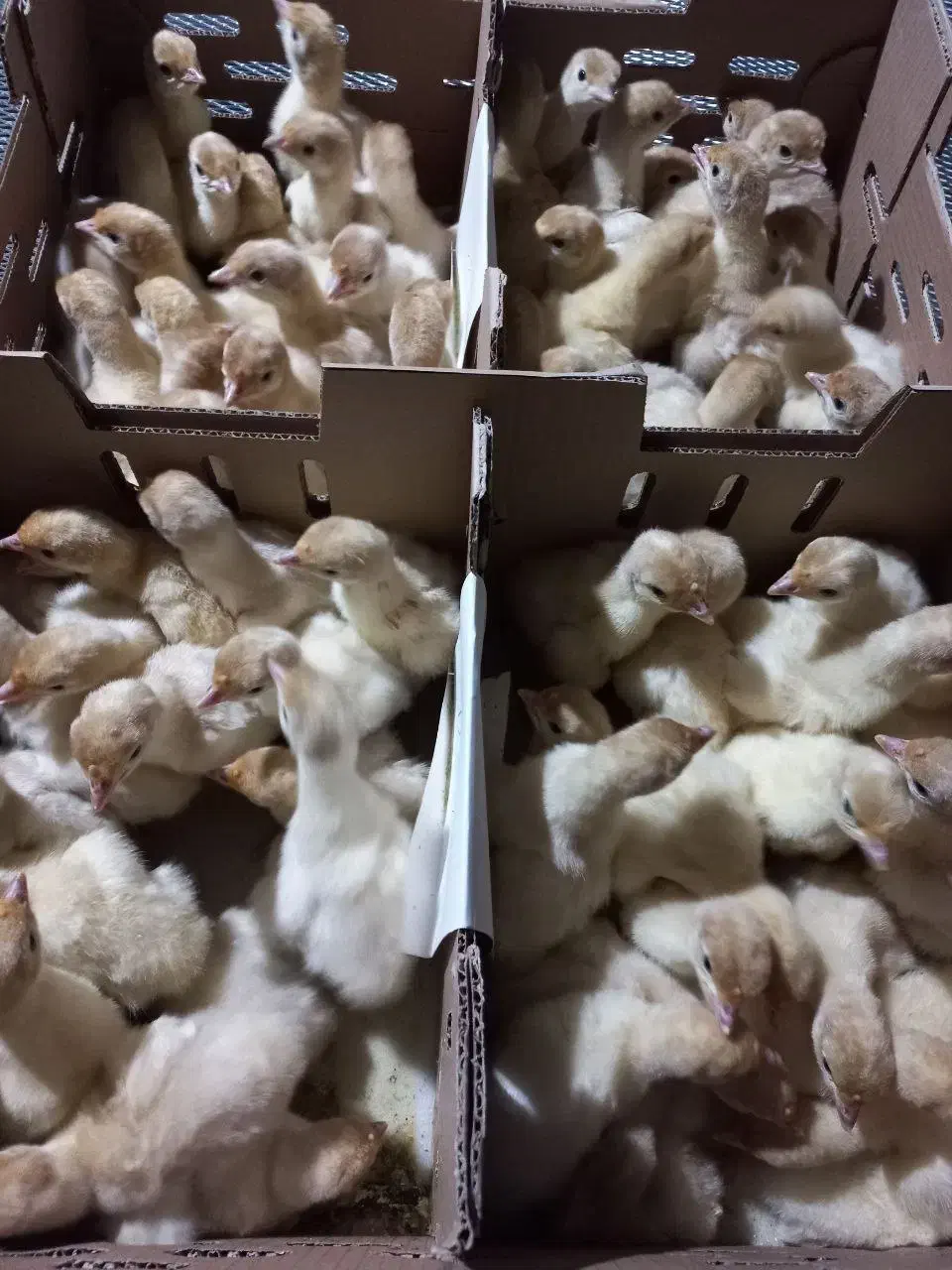 جوجه بوقلمون گوشتی (سنگین وزن)بیوتی/نمیچه/پرواری|حیوانات مزرعه|شیراز, آبیاری|دیوار