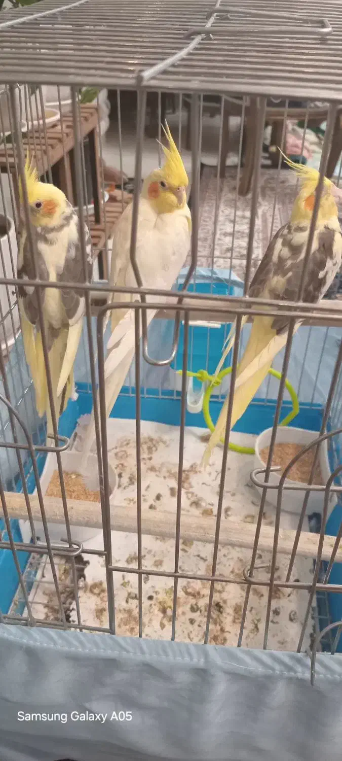 عروس هلندی|پرنده|هشتگرد, فاز ۲ مهستان|دیوار