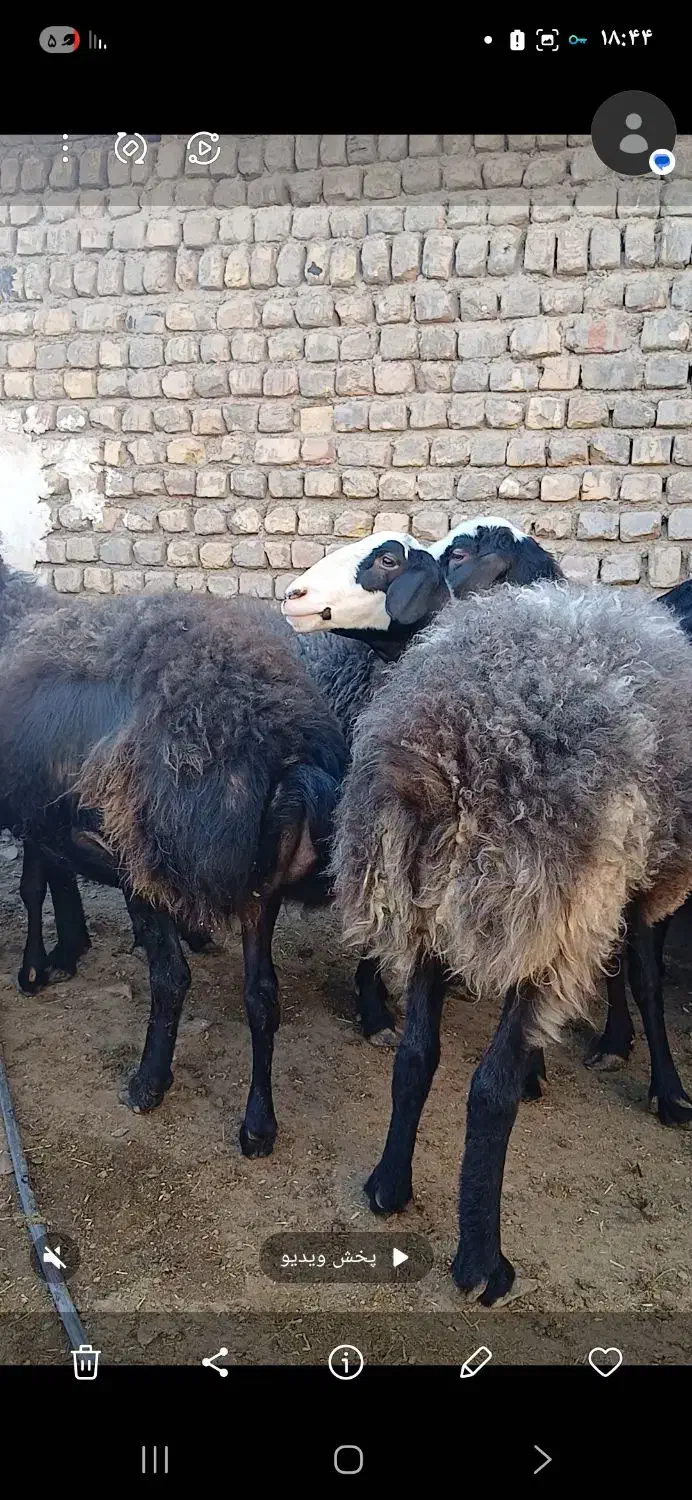میش شال و افشار نوبران|حیوانات مزرعه|نوبران, |دیوار