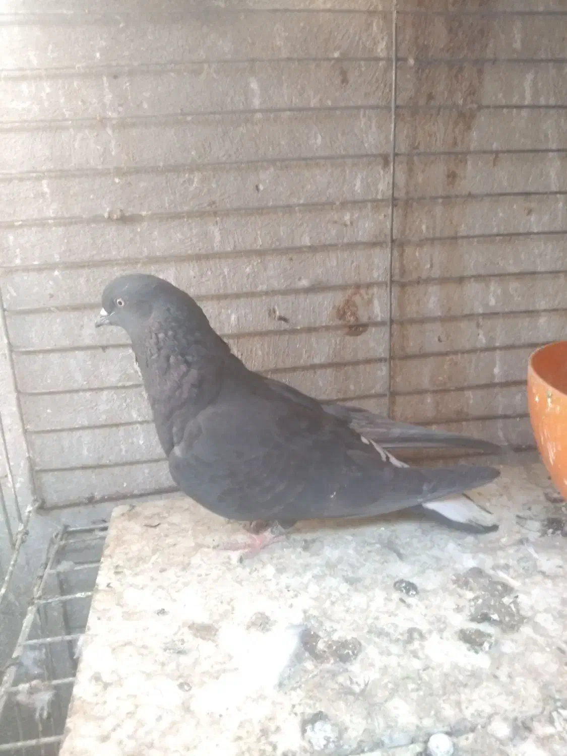 کبوتر اشعل کاشانی سیاه و سرخ|پرنده|بندر ماهشهر, |دیوار