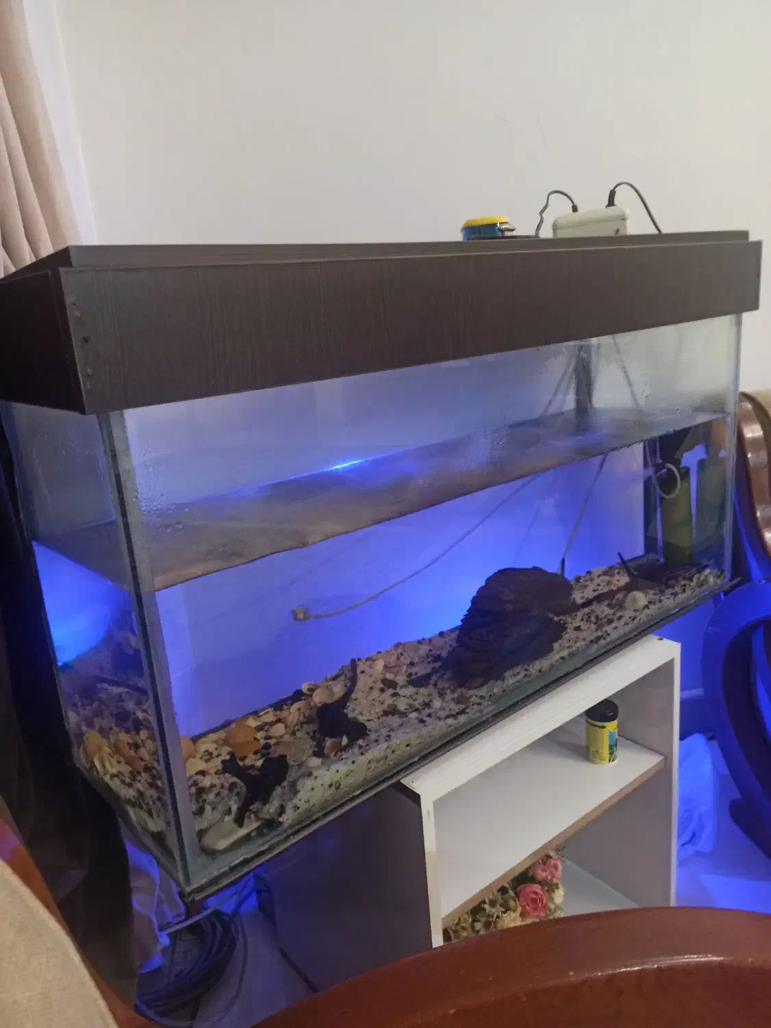 آکواریوم با وسایل جانبی|ماهی|فردیس, فردیس|دیوار