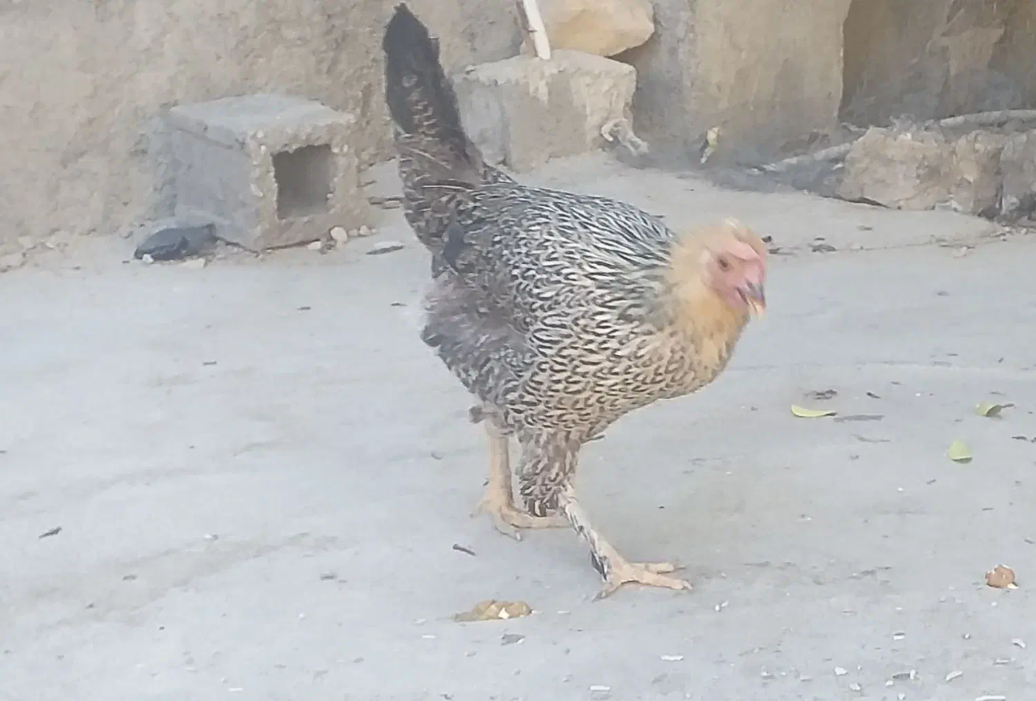 مرغ محلی تخم گذار ۵۵۰۰۰۰ تومن|حیوانات مزرعه|دهدشت, |دیوار