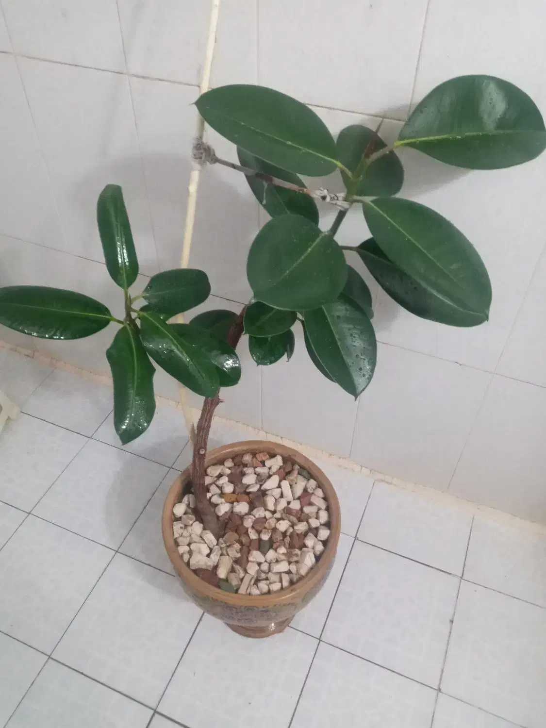 گل وگیاه|گل و گیاه طبیعی|فولادشهر, B8|دیوار