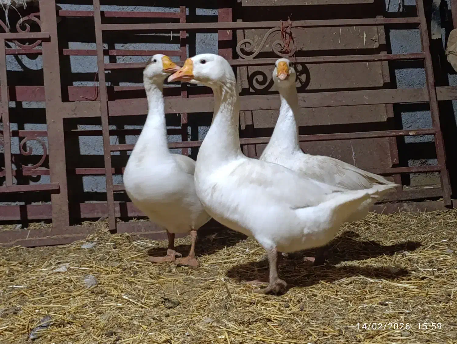 قوغاز|حیوانات مزرعه|خمین, |دیوار