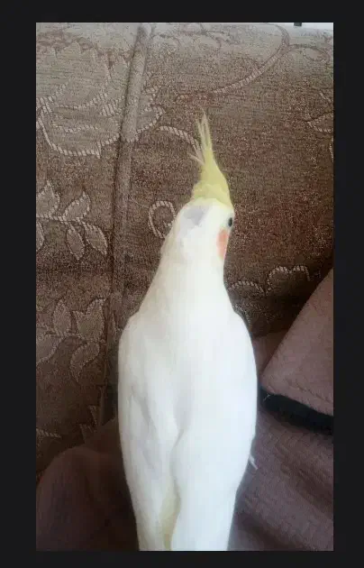 گم شده عروس هلندی|حیوانات|دهدشت, |دیوار