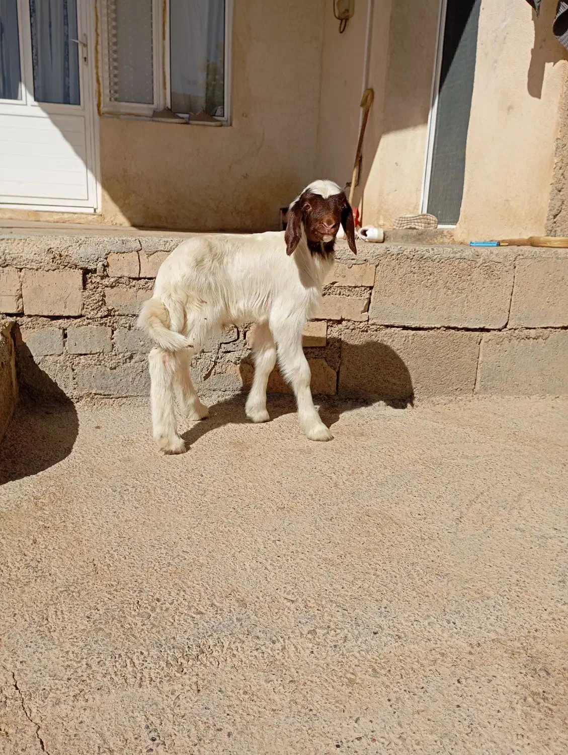 کاور نر سنجابی|حیوانات مزرعه|ماهیدشت, |دیوار