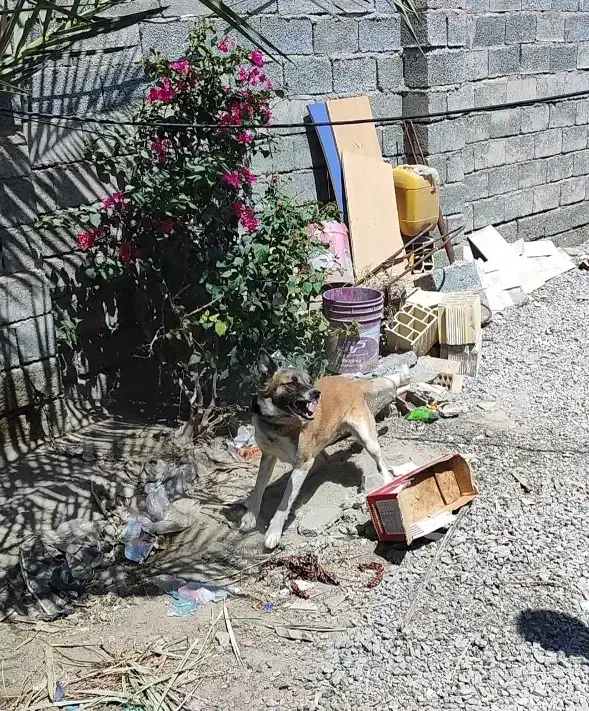 سگ ژرمن نگهبان|سگ|کهنوج, |دیوار