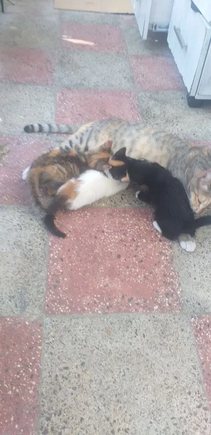 واگذاری رایگان بچه گربه|گربه|رودسر, |دیوار