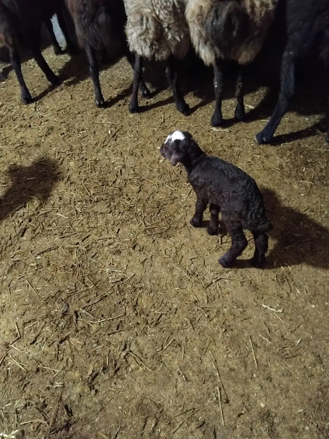 بره شیری|حیوانات مزرعه|ساروق, |دیوار