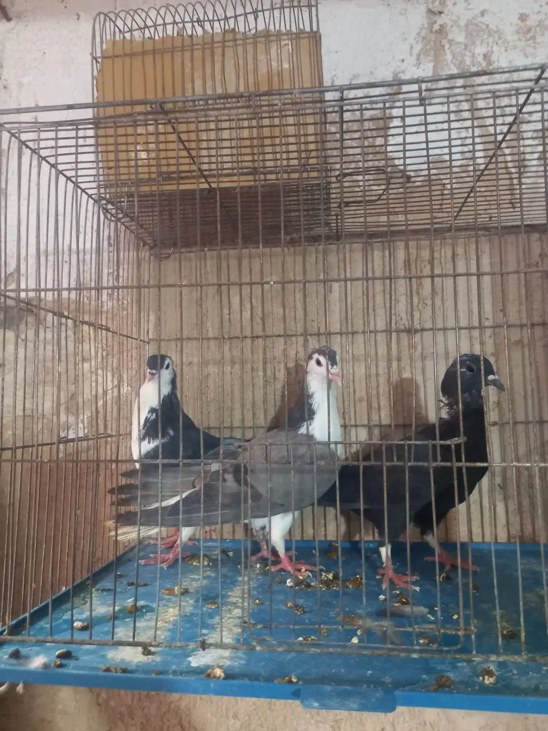 دمگیر سیاه پشت غلاغ|پرنده|اصفهان, ارداجی|دیوار