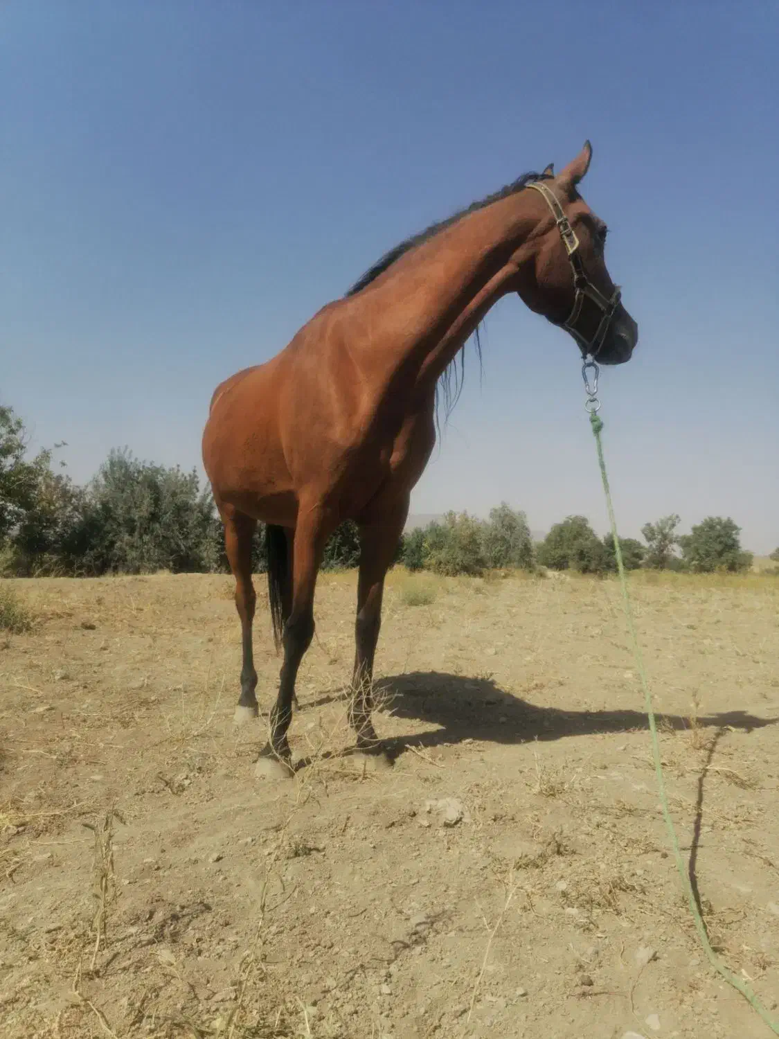 مادیان|اسب و تجهیزات اسبسواری|خمین, |دیوار