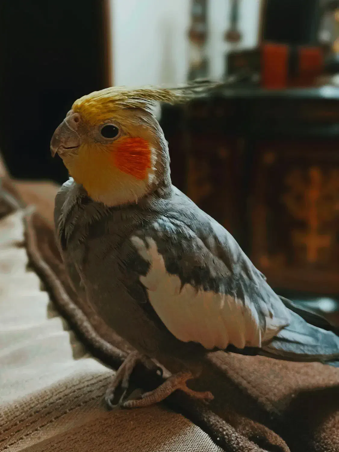 عروس هلندی با قفس|پرنده|مشهد, جاهد شهر|دیوار