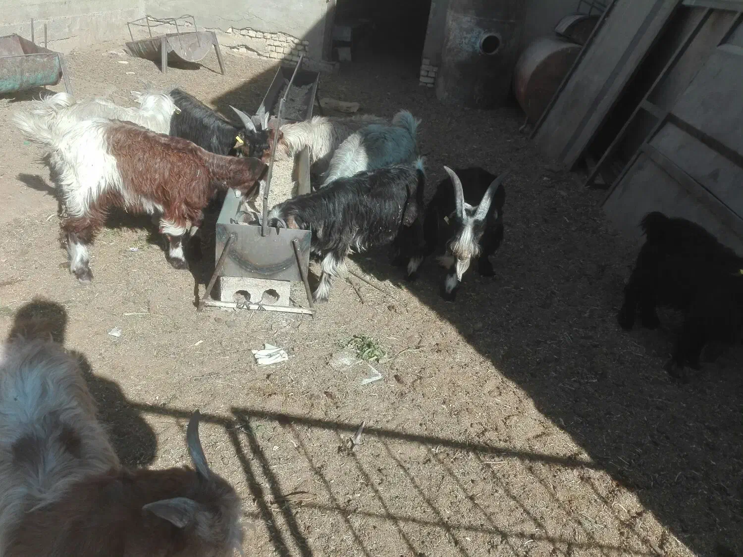 8راس بزغاله بومینه|حیوانات مزرعه|نجفآباد, شریعتی غربی|دیوار