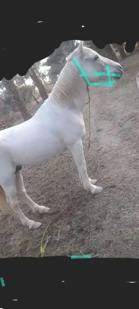 نریان جوان|اسب و تجهیزات اسبسواری|قلعه گنج, |دیوار