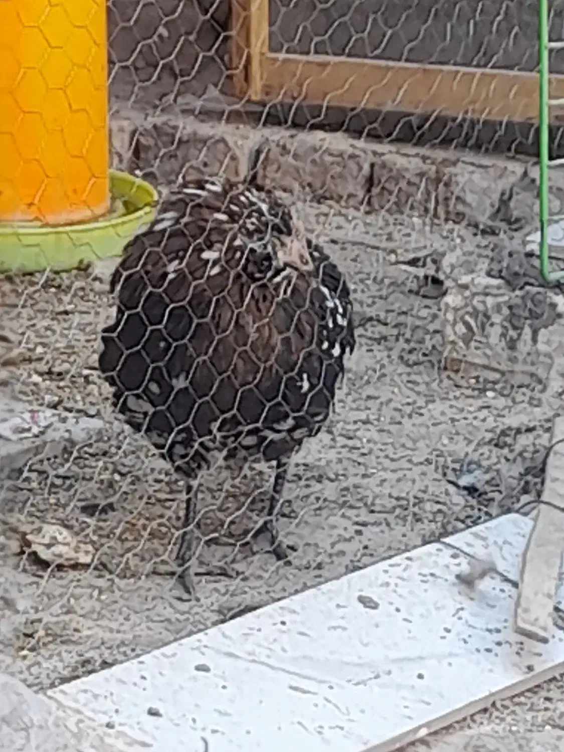 گمشده کفتر طوقی|حیوانات|رفسنجان, |دیوار