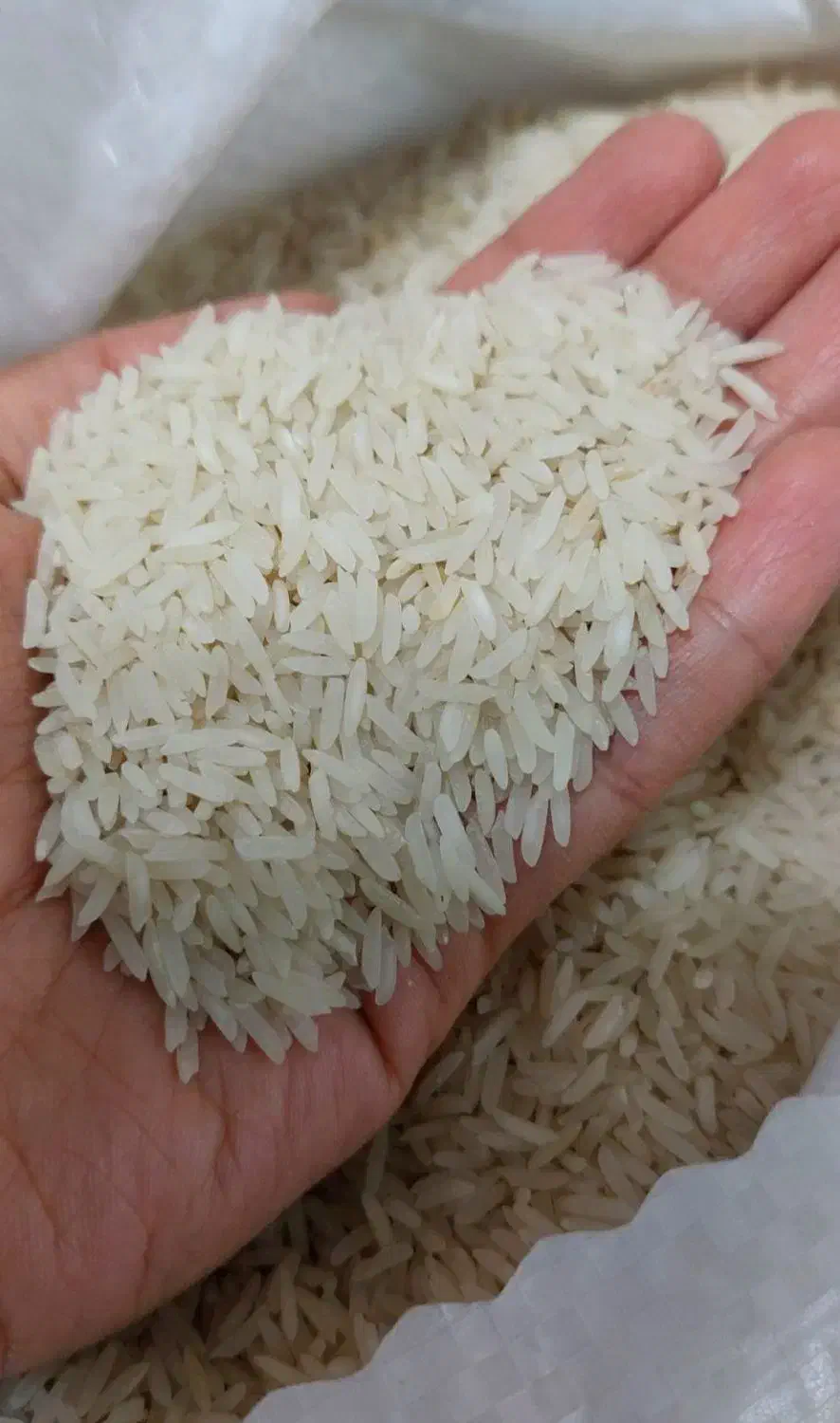 برنج پرمحصول طارم|خوردنی و آشامیدنی|لاهیجان, لاشیدان|دیوار