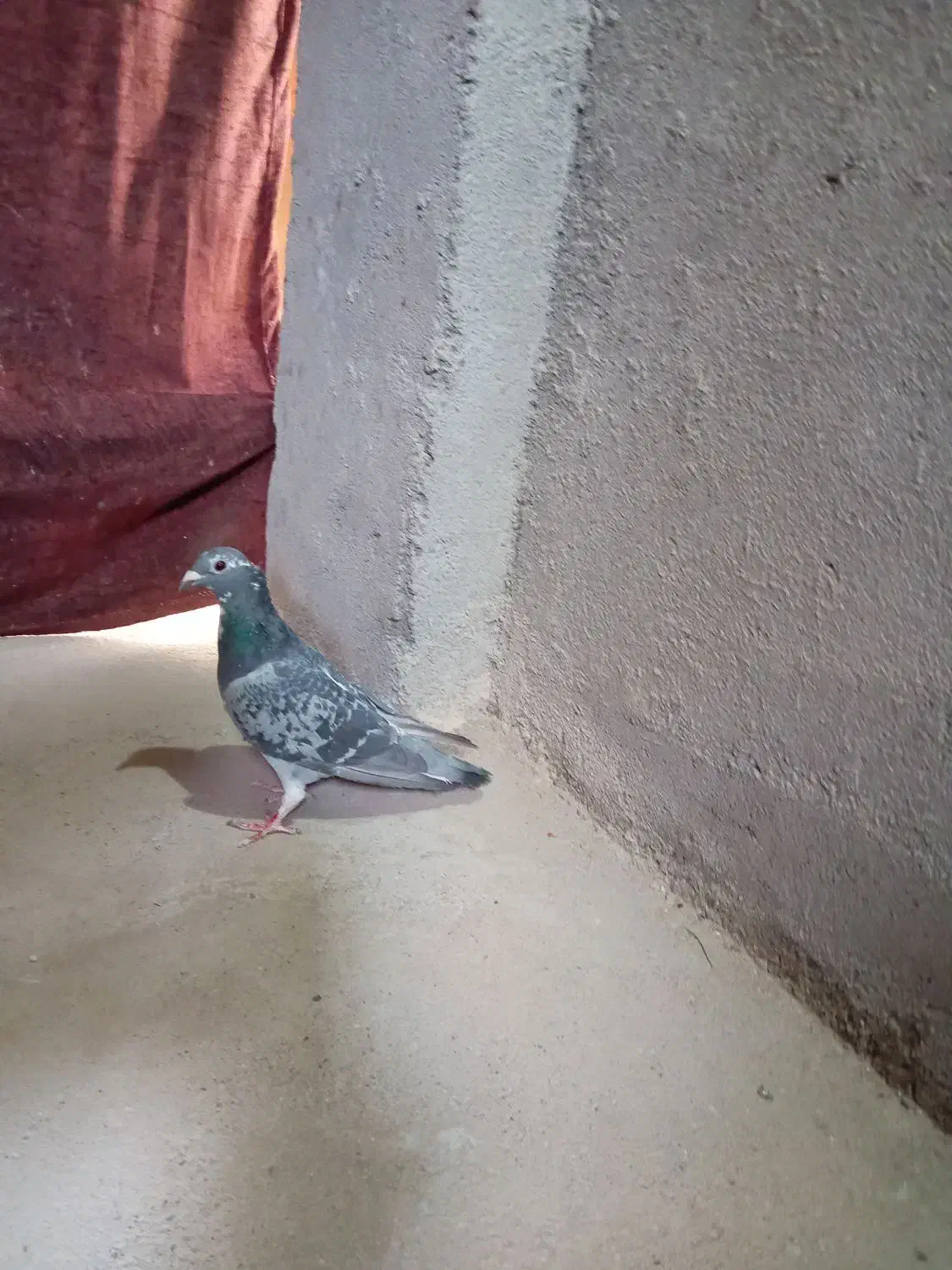 ماده پولکی|پرنده|تربتحیدریه, بازار|دیوار