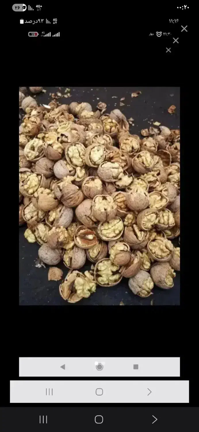 گردو اصل تزمینی|خدمات باغبانی و درختکاری|ارومیه, |دیوار