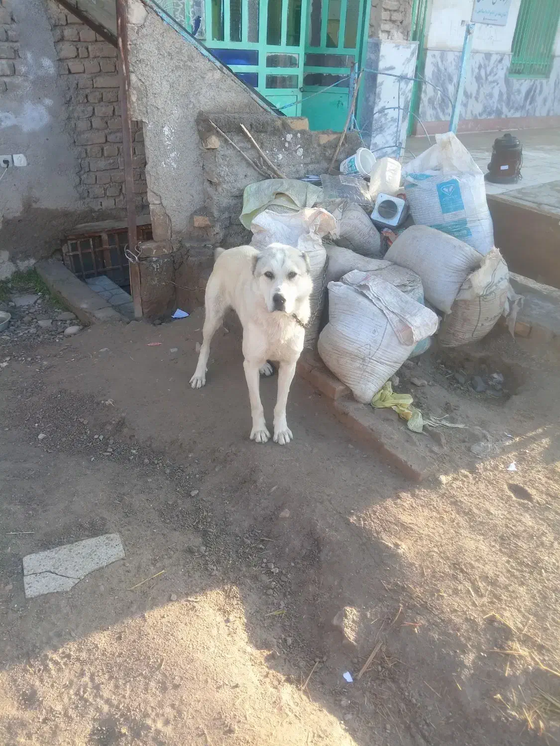 سگ. گوسفندی|سگ|آبکوه, |دیوار