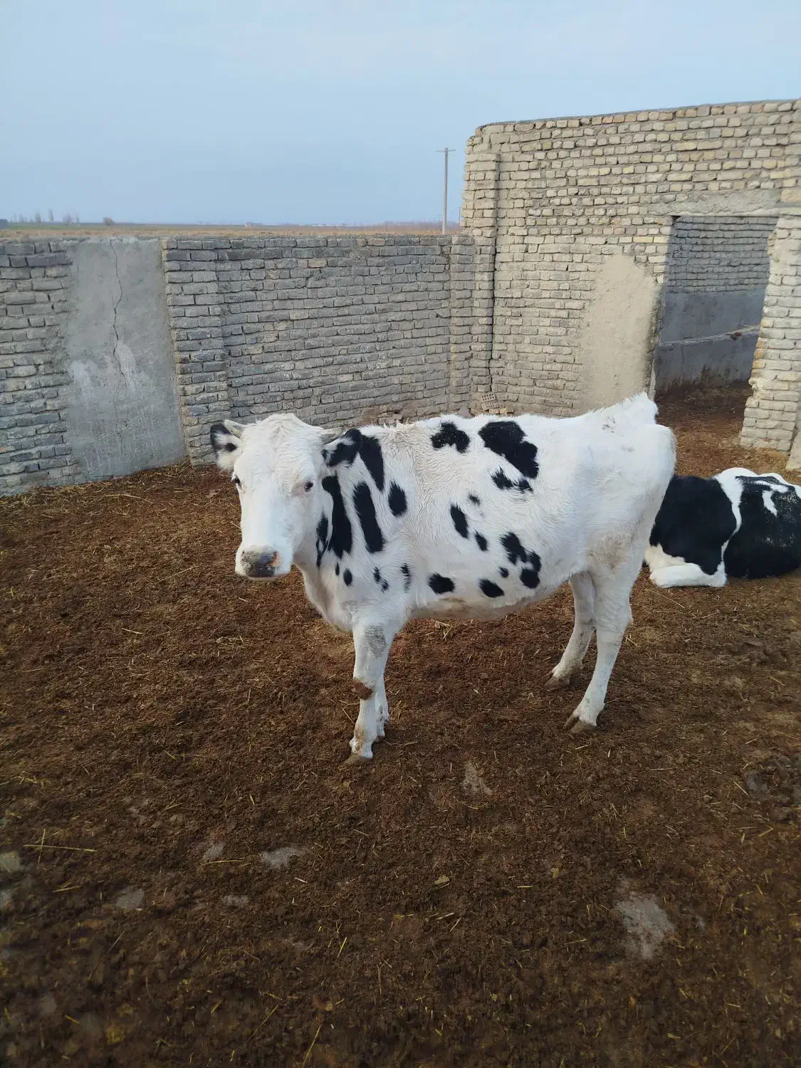 گاو|حیوانات مزرعه|چناران, |دیوار