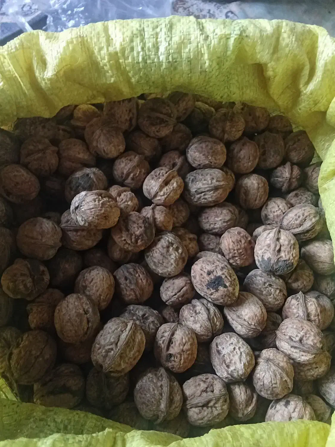 گردو جنگلی|خوردنی و آشامیدنی|دوزین, |دیوار