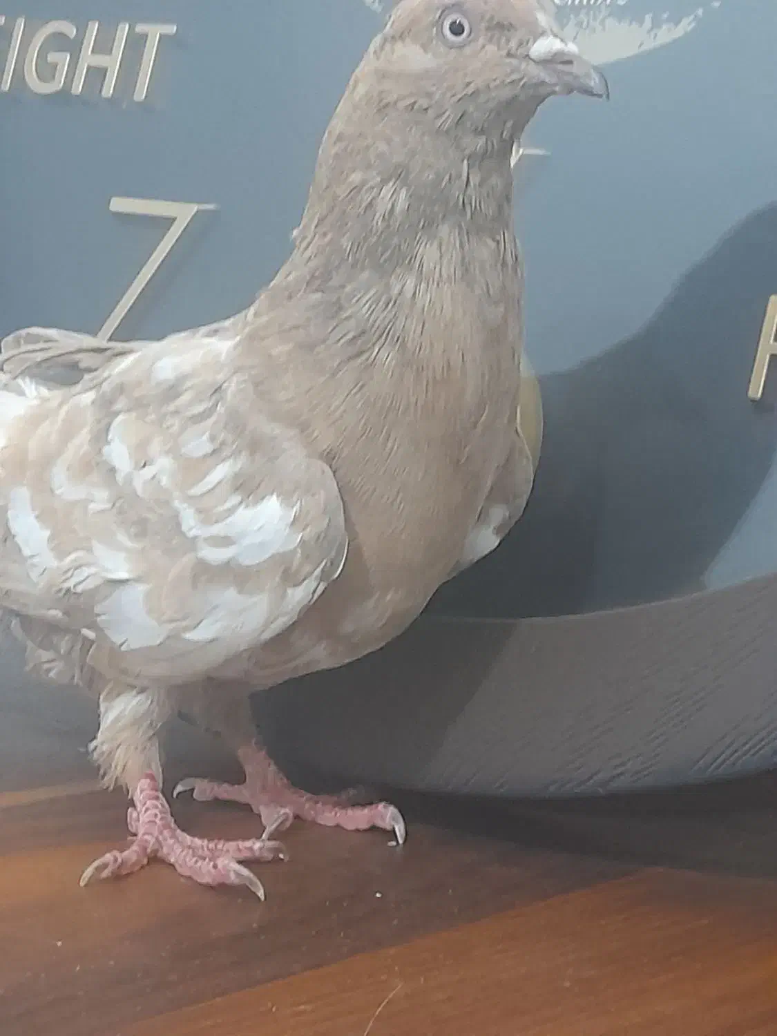 کبوتر کله ای|پرنده|امیدیه, |دیوار