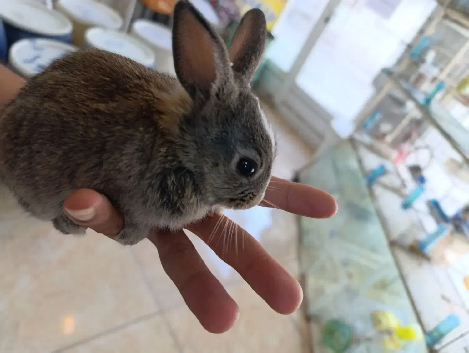 خرگوش|موش و خرگوش|بوشهر, |دیوار