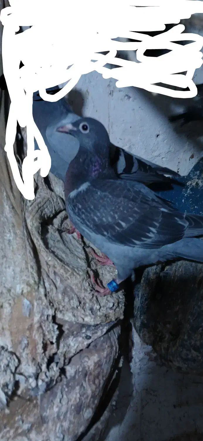 کبوتر گمشده|پرنده|هیر, |دیوار