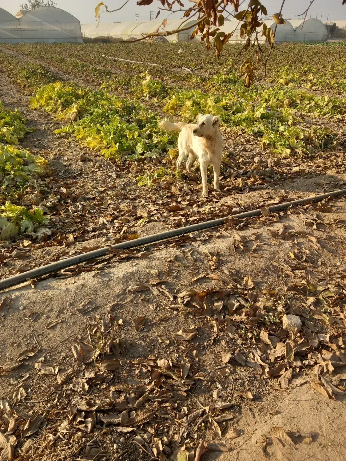 سگ گله دوساله|سگ|پیشوا, |دیوار