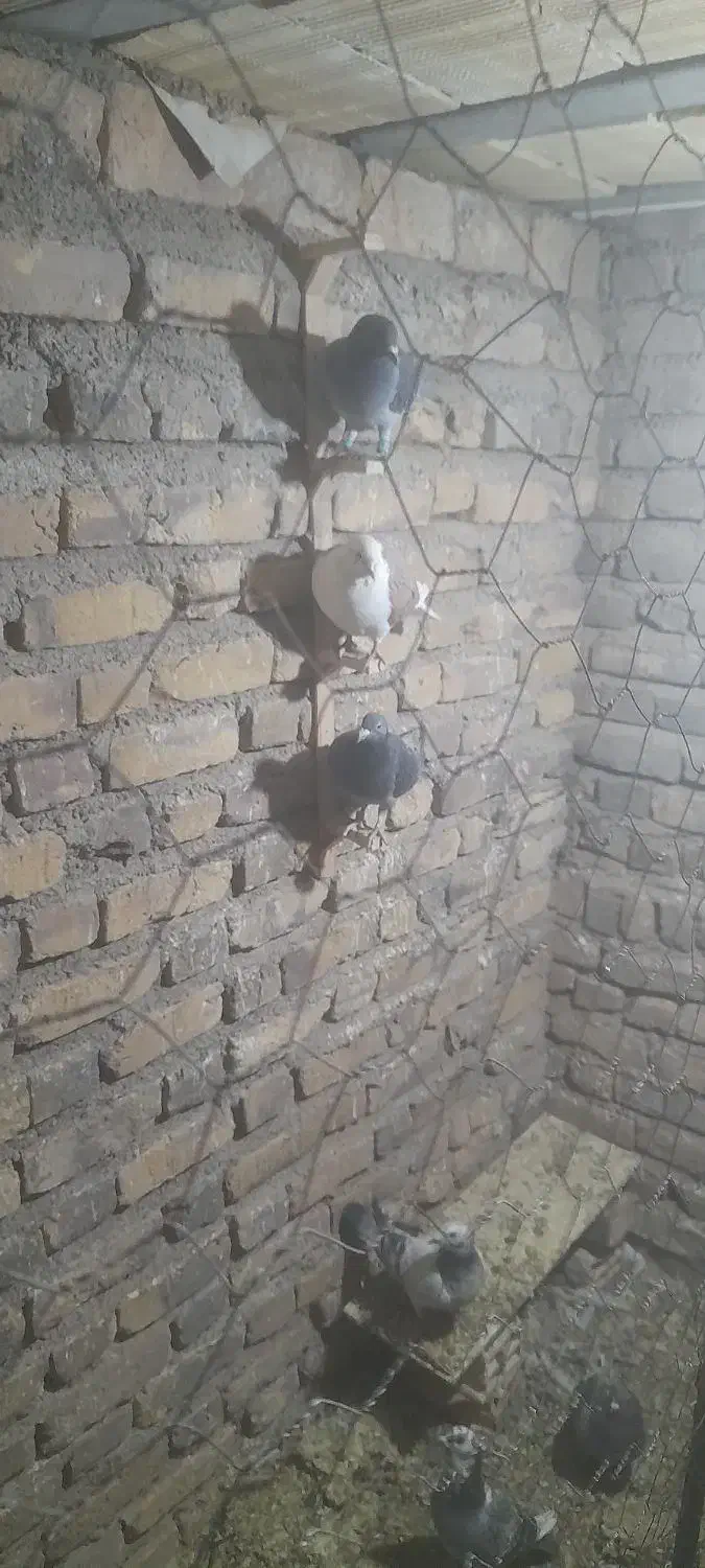 هفت المانی چهارتا نروسه تاماده|پرنده|گناباد, |دیوار