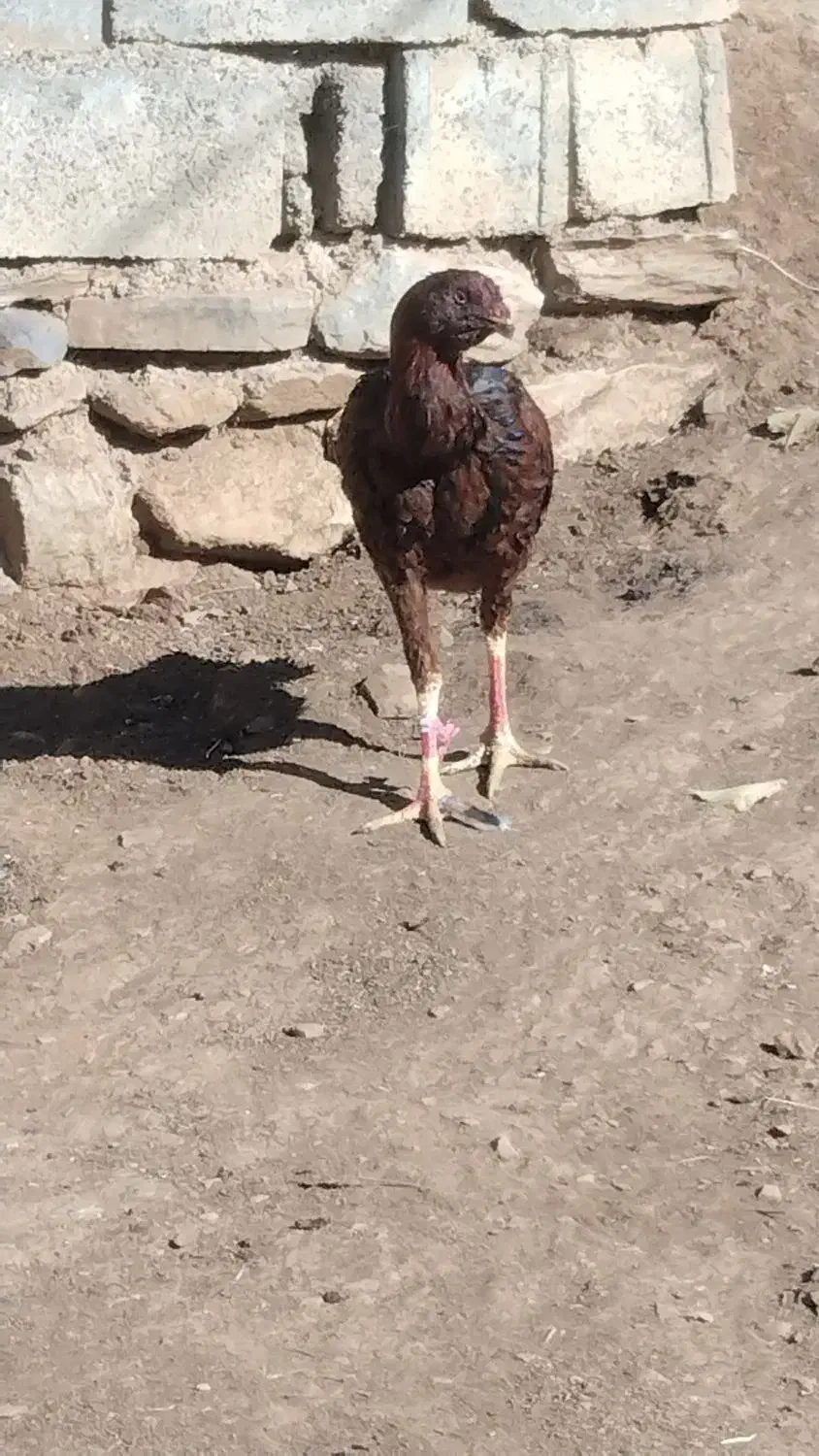 کلهشیرلاریاصل|حیوانات مزرعه|نمشیر, |دیوار