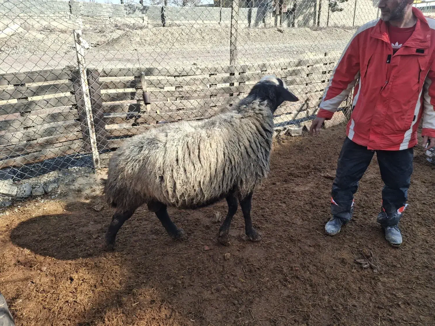 قوچ شال اصیل|حیوانات مزرعه|تهران, مقدم|دیوار