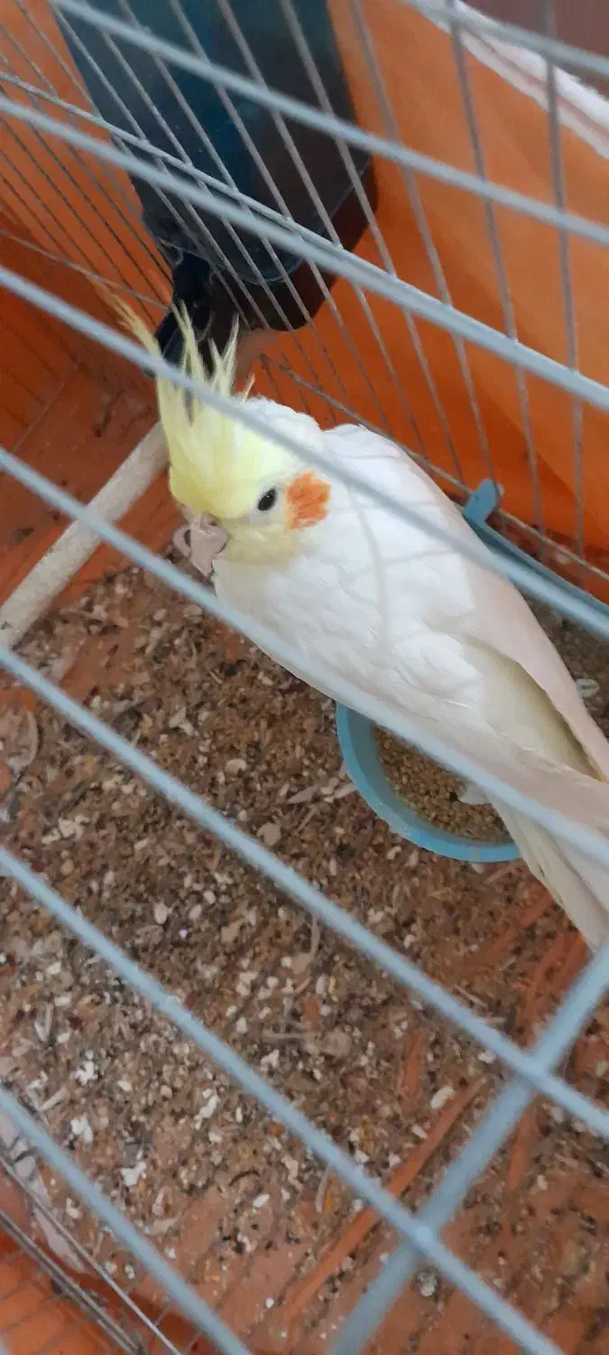 عروس هلندی|پرنده|تکاب, |دیوار