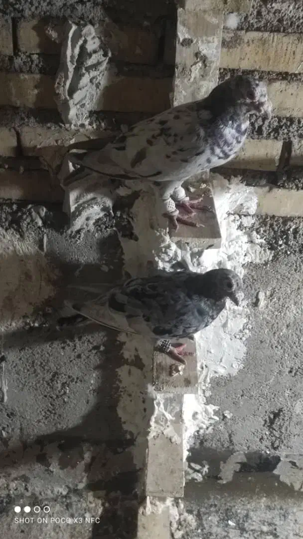 کبوترکوهی گرفتنی|پرنده|اهواز, جانبازان|دیوار