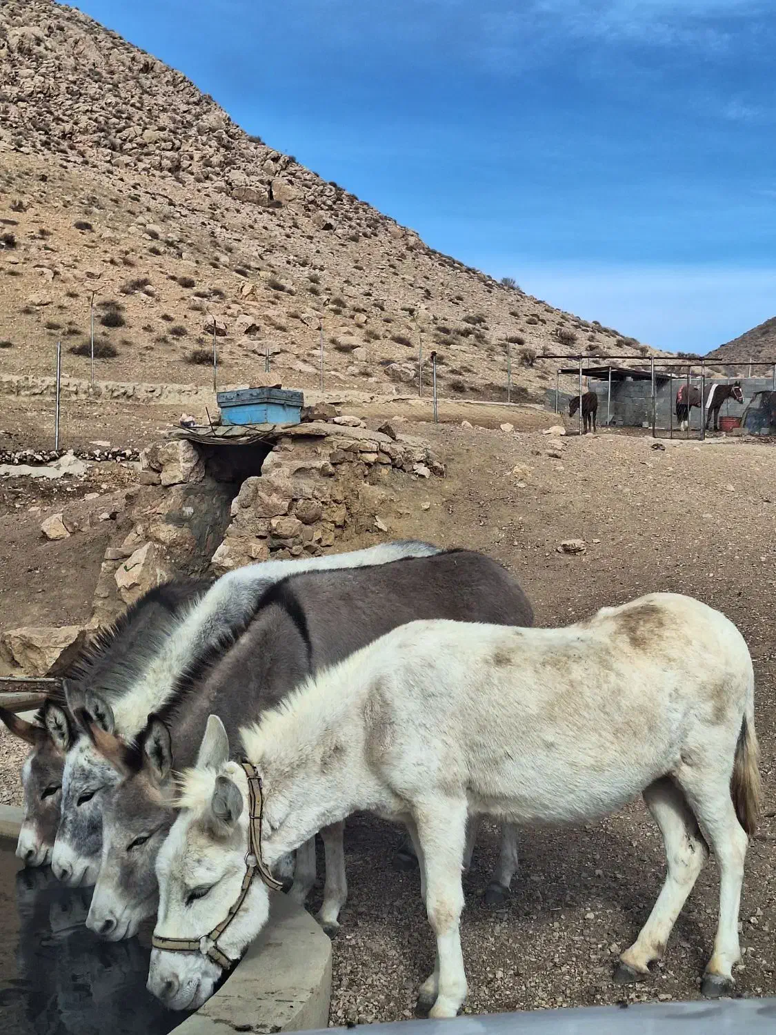 شیر اُلاق|خوردنی و آشامیدنی|مهدی شهر, |دیوار