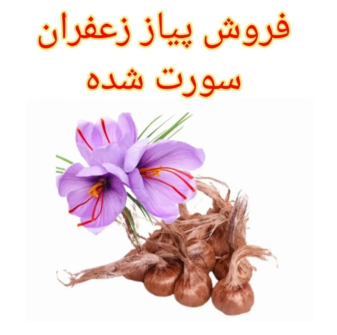 پیازچه زعفران|عمده‌فروشی|شاهین دژ, |دیوار
