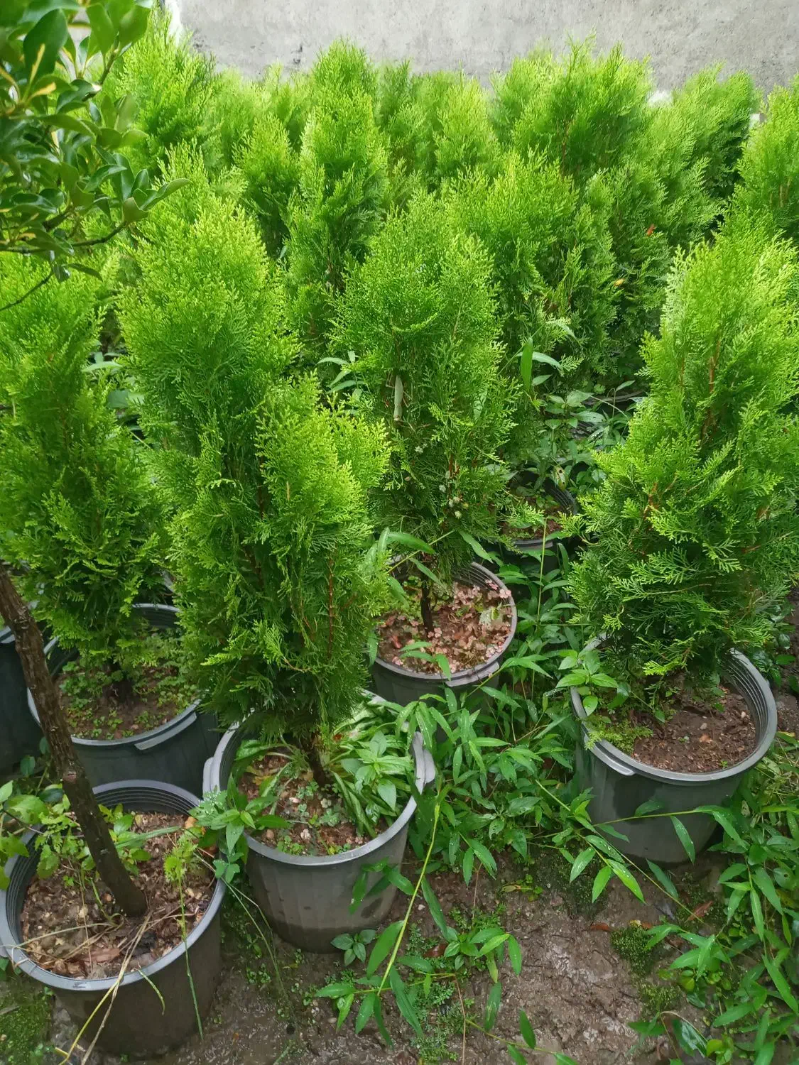 شمشاد پالم یاس کامیس مورت سیکاس فتونیا|خدمات باغبانی و درختکاری|کلاچای, |دیوار