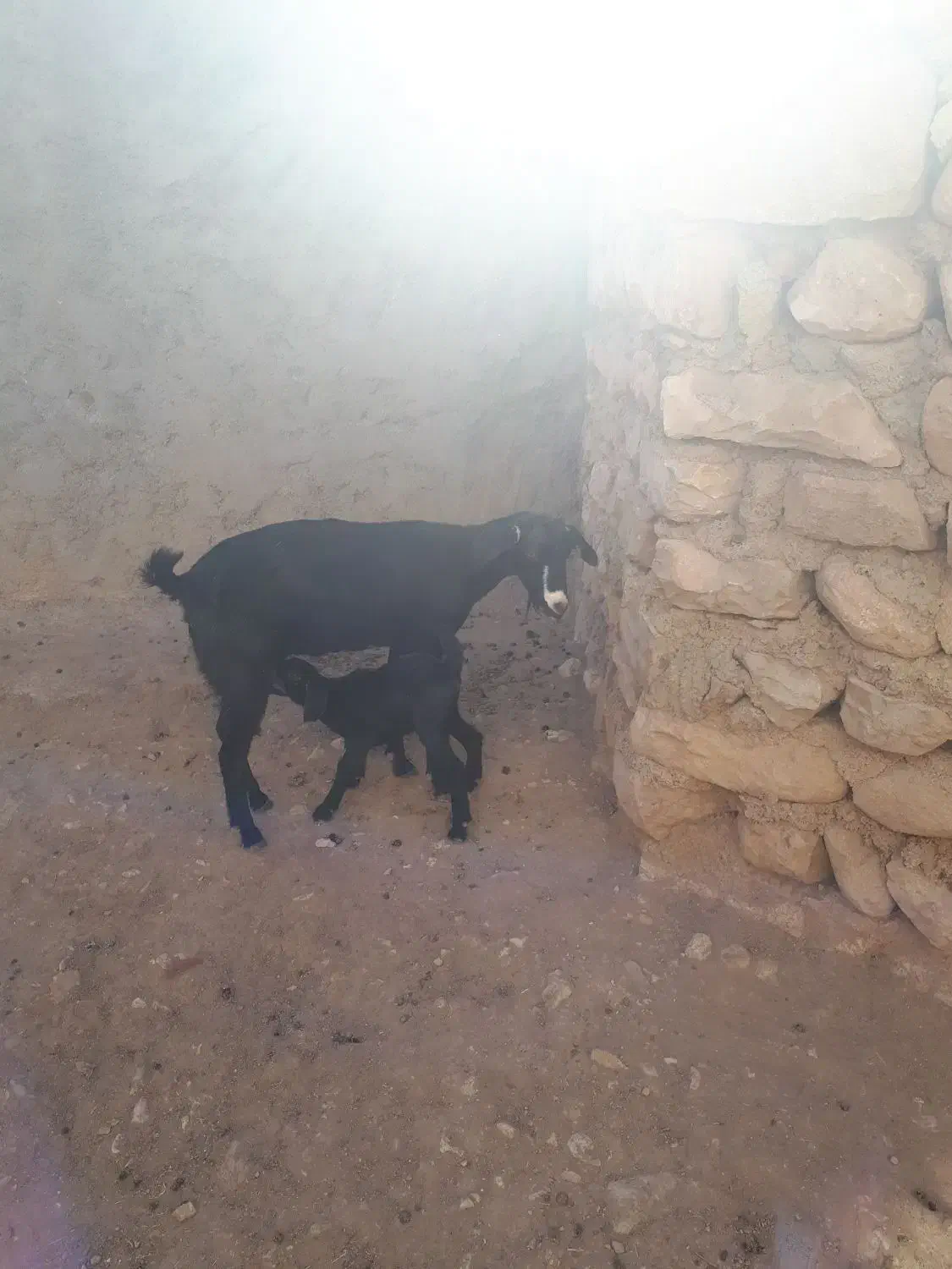 بزغاله|حیوانات مزرعه|دالاهو, |دیوار