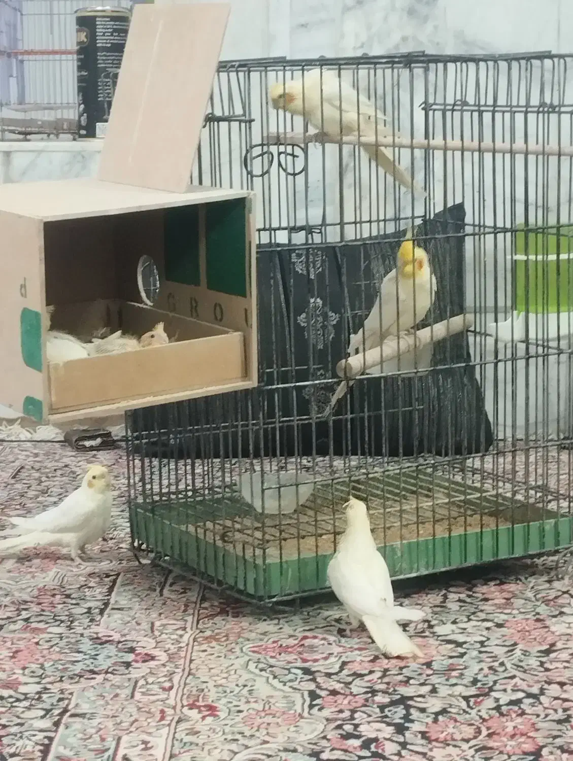 عروس هلندی|پرنده|زاهدان, |دیوار