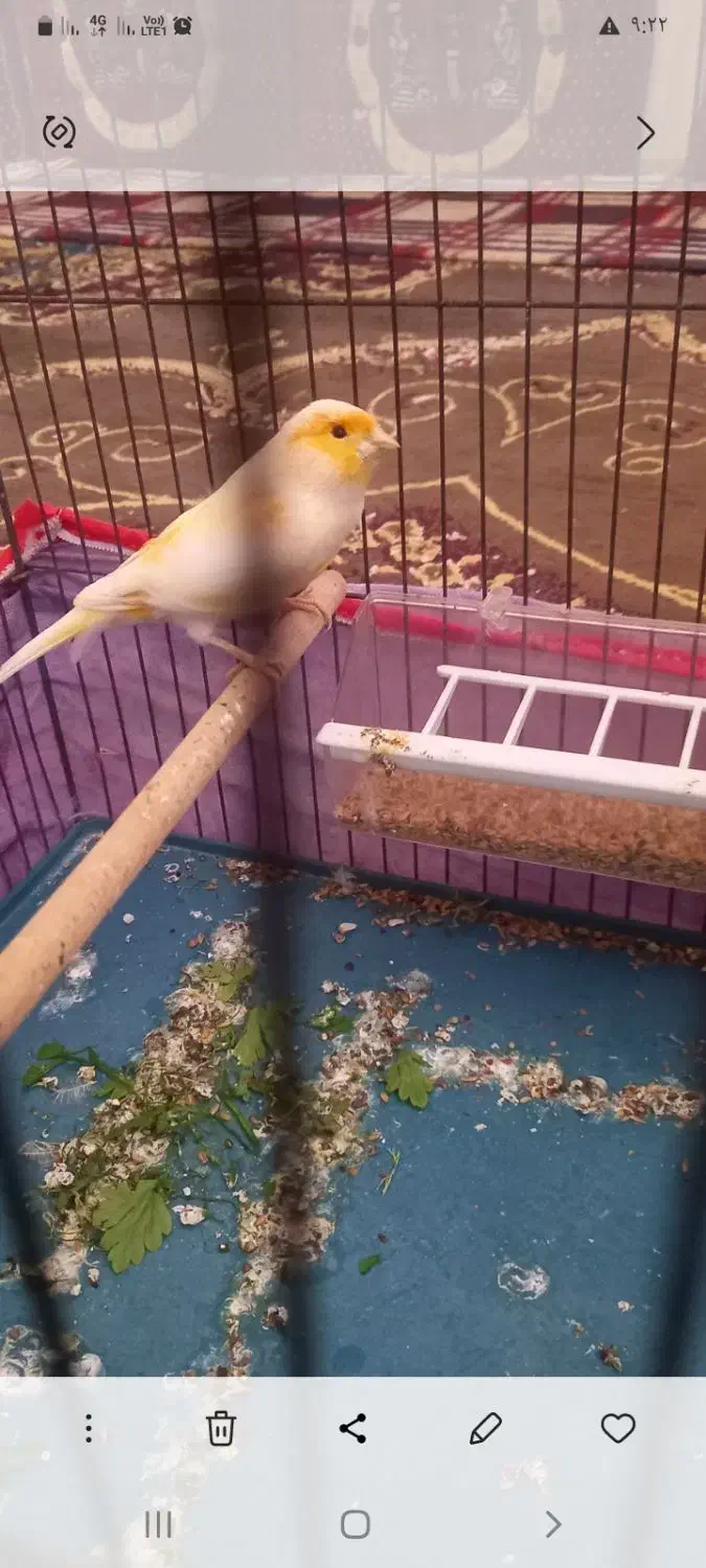 قناری نر|پرنده|شبانکاره, |دیوار