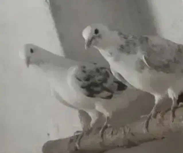 جوجه گمشده|حیوانات|نهاوند, |دیوار