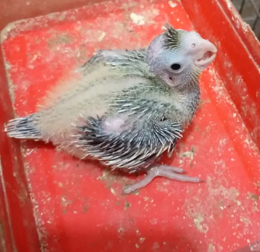 جوجه عروس هلندی|پرنده|بندرعباس, |دیوار