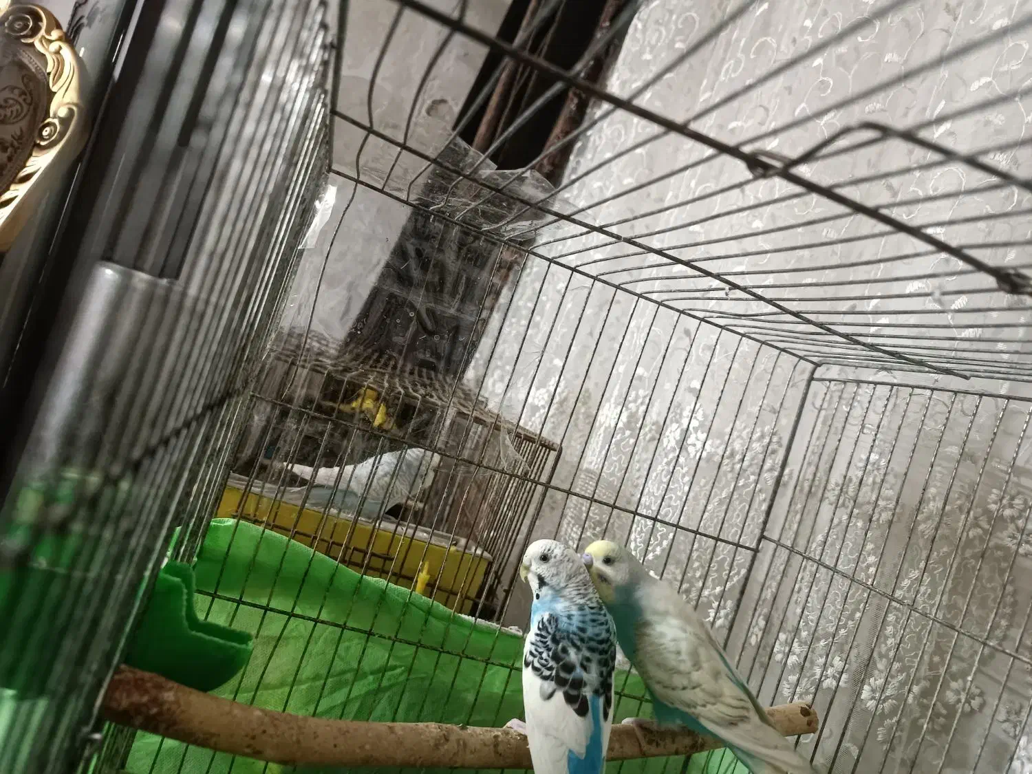 پرنده مرغ عشق|پرنده|سمنان, |دیوار