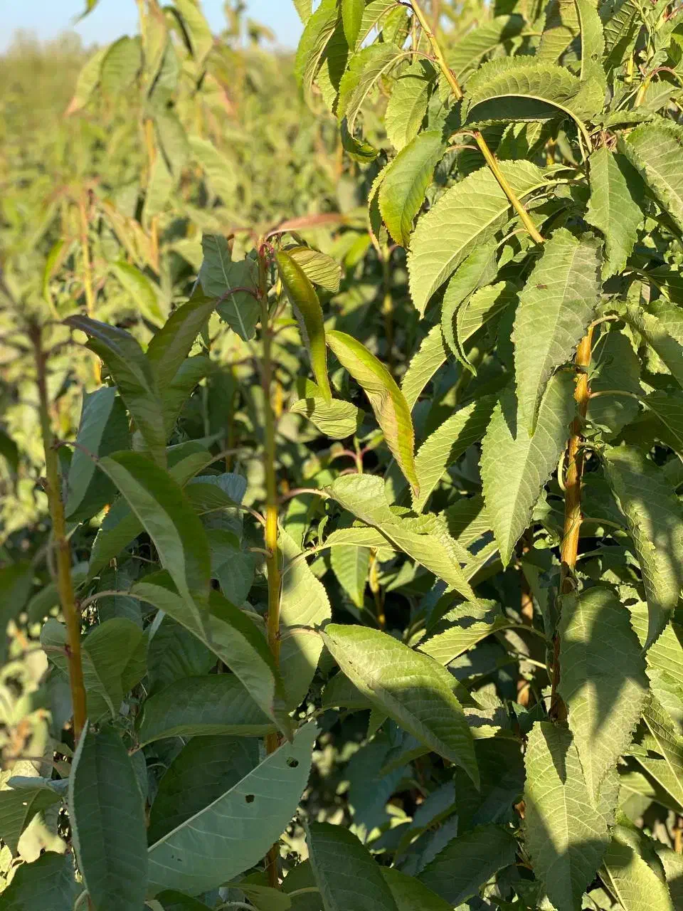 نهال با کیفیت اصلاح شده با ضمانت|خدمات باغبانی و درختکاری|اردبیل, |دیوار