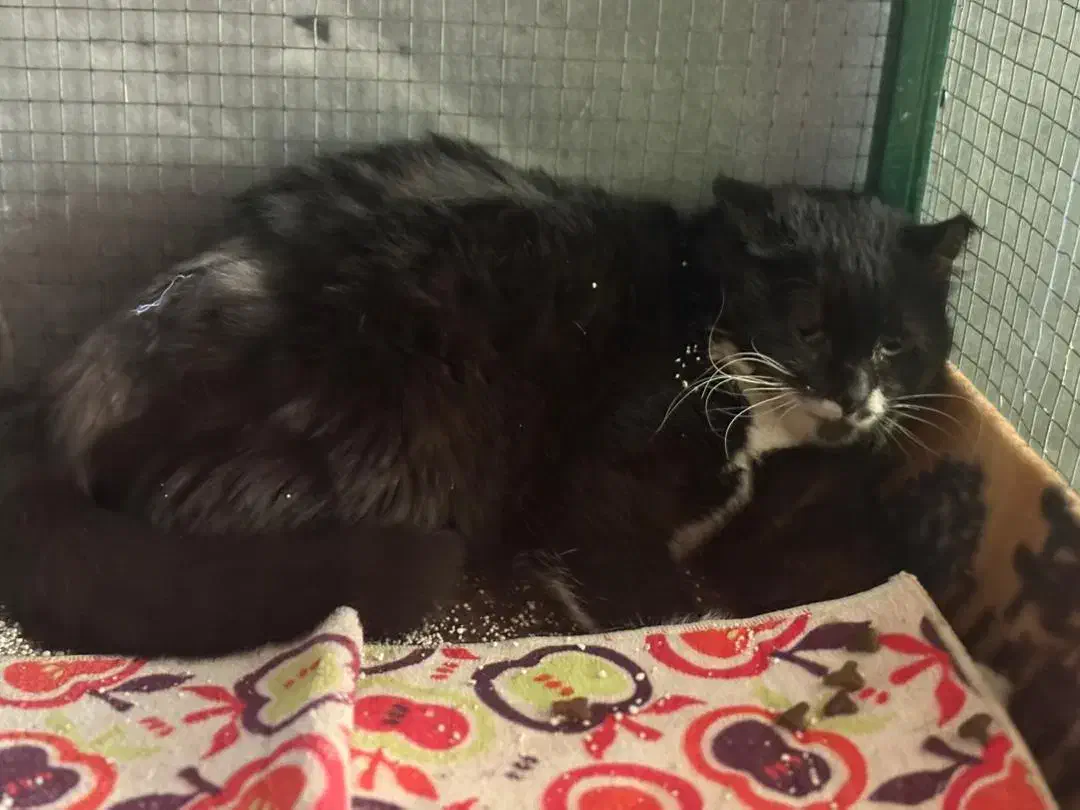 واگذاری گربه رایگان . سالم و واکسینه|گربه|اصفهان, سروستان|دیوار