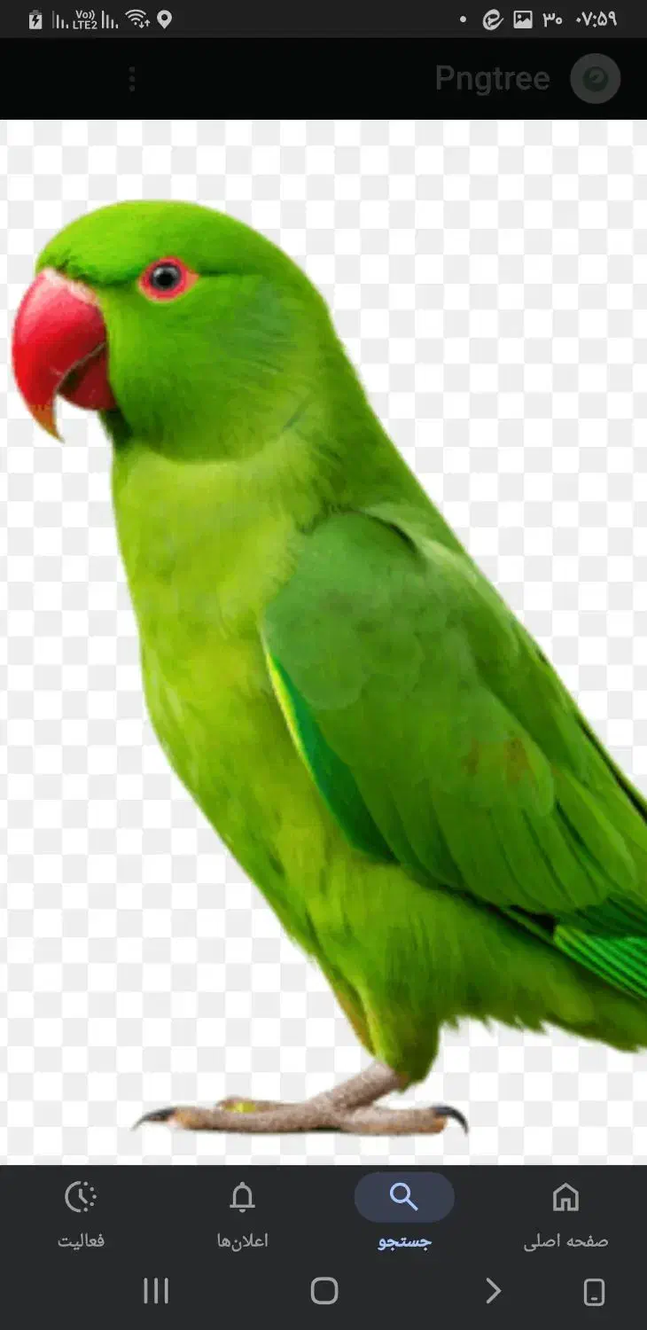 کار در سالن پرنده زینتی|استخدام سرایداری و نظافت|قزوین, |دیوار