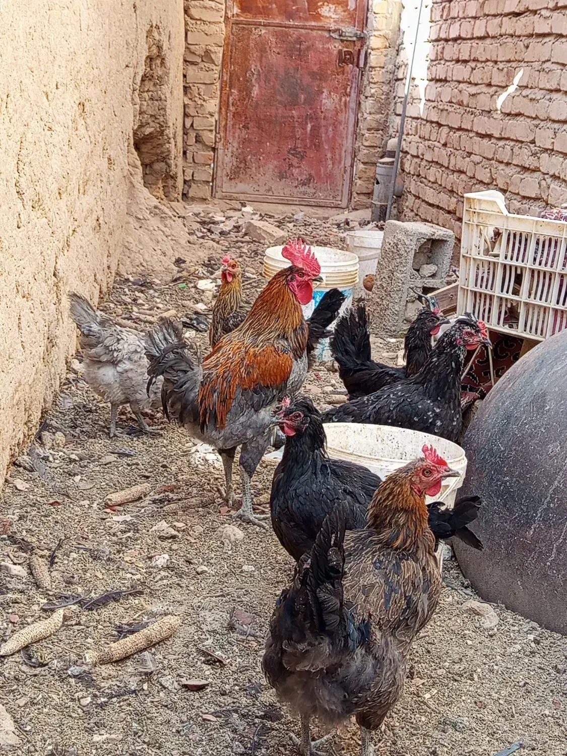 مرغ محلی پاسیاه|حیوانات مزرعه|ششده و قره بلاغ, |دیوار