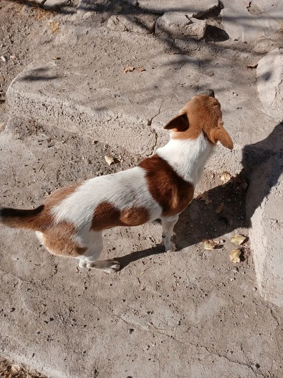 فروش سگ پاکوتاه قیمت ۱۰میلیون|سگ|هشترود, |دیوار